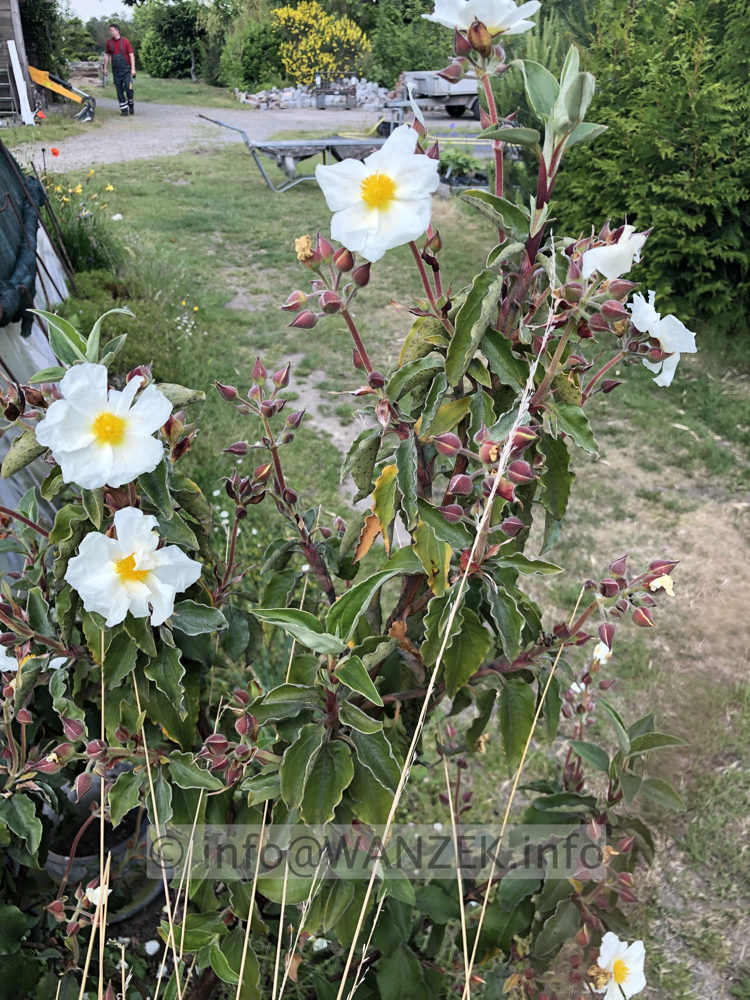 Cistus salviifolius - Salbeiblaettrige Ziestrose.JPG